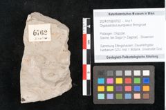 Foto (Objekt + Etikett) von Glyptostrobus europaeus Brongniart (NHMW-GEO-2024-0188-6762)